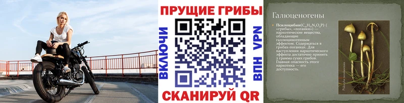 omg ссылки  Талица  Галлюциногенные грибы MAGIC MUSHROOMS 